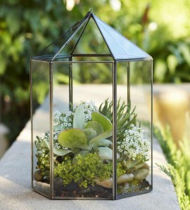 terrarium2