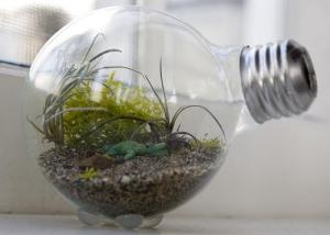 terrarium5